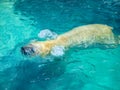 Polar Bear Ursus Maritimus Swimming at NC Zoo Royalty Free Stock Photo