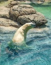 Polar Bear Ursus Maritimus Swimming at NC Zoo Royalty Free Stock Photo