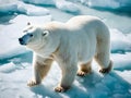 Polar bear (Ursus maritimus)