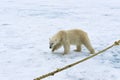 Polar Bear inspecting the pole of an expedition ship, Svalbard Archipelago, Norway