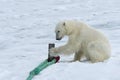 Polar Bear inspecting the pole of an expedition ship, Svalbard Archipelago, Norway