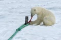 Polar Bear inspecting the pole of an expedition ship, Svalbard Archipelago, Norway