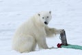 Polar bear, Svalbard Archipelago, Norway