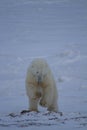 Polar Bear or Ursus Maritimus jumping down and hunting for food, near Churchill, Manitoba, Canada