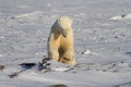 Polar Bear or Ursus Maritimus jumping down on snow on a sunny day, near Churchill, Manitoba Canada