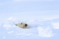 Polar bear (Ursus maritimus)looking out freshly opened den, Royalty Free Stock Photo