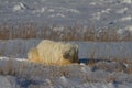 Polar Bear or Ursus Maritimus lying down on snow between arctic grass, near Churchill, Manitoba Canada