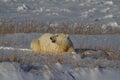 Polar Bear or Ursus Maritimus lying down on snow between arctic grass, near Churchill, Manitoba Canada