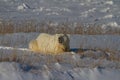 Polar Bear or Ursus Maritimus lying down on snow between arctic grass, near Churchill, Manitoba Canada