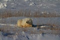 Polar Bear or Ursus Maritimus lying down on snow between arctic grass, near Churchill, Manitoba Canada