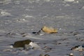 Polar Bear or Ursus Maritimus lying down on snow on a sunny day, near Churchill, Manitoba Canada