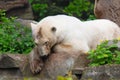 The polar bear Royalty Free Stock Photo