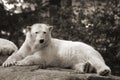 The polar bear Royalty Free Stock Photo