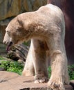 The polar bear Ursus maritimus Royalty Free Stock Photo