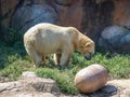 Polar Bear Ursus Maritimus at NC Zoo Royalty Free Stock Photo