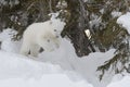 Polar bear (Ursus maritimus) new born cub playing and jumping Royalty Free Stock Photo