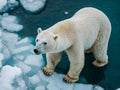 Polar bear (Ursus maritimus)