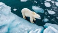 Polar bear (Ursus maritimus)