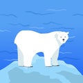 Polar Bear Ursus Maritimus on Piece of Ice