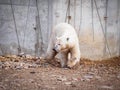 Polar bear Ursus maritimus