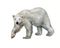The polar bear Ursus maritimus