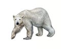 The polar bear Ursus maritimus Royalty Free Stock Photo