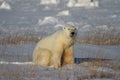 Polar Bear or Ursus Maritimus sitting down on snow between arctic grass, near Churchill, Manitoba Canada