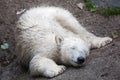 Polar bear Ursus maritimus. Royalty Free Stock Photo