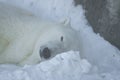 Polar bear, ursus maritimus, sleeping Royalty Free Stock Photo