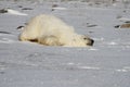 Polar Bear, Ursus Maritimus, sliding down snow to stay cool near the shores of Hudson Bay