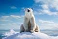 polar bear, Ursus maritimus, stands gracefully on the icy, white expanse of the Arctic snow.