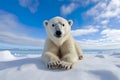 polar bear, Ursus maritimus, stands gracefully on the icy, white expanse of the Arctic snow.