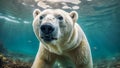 Polar bear (Ursus maritimus) swimming