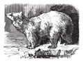 Polar bear Ursus maritimus, vintage engraving Royalty Free Stock Photo