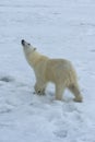 Polar bear, Svalbard Archipelago, Norway