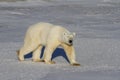 Polar Bear, Ursus Maritimus, walking on tundra and snow on a sunny day Royalty Free Stock Photo