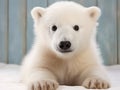 Polar bear Ursus months old Royalty Free Stock Photo