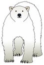 Polar bear vector drawing on isolated white background. standing walking cartoon mammal animal. Royalty Free Stock Photo