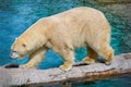 Polar Bear Walk Royalty Free Stock Photo