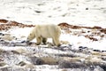 Polar Bear walking