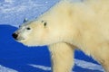 Polar Bear Walking on the Arctic Snow