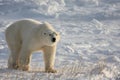Polar Bear Walking on the Arctic Snow