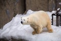 Polar bear walking around cage with white fur Royalty Free Stock Photo