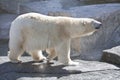 Polar bear walking calmly on rocks