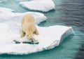 Polar bear walking on sea ice