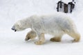 A polar bear walking in the snow Royalty Free Stock Photo