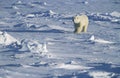 Polar Bear walking in snow Yukon Royalty Free Stock Photo