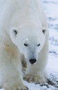 Polar Bear walking in snow Yukon Royalty Free Stock Photo