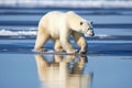 polar bear walking on a thin ice floe Royalty Free Stock Photo