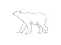 Polar bear walking vector sketch art. Realistic white bear linear illustration isolated on white background Royalty Free Stock Photo